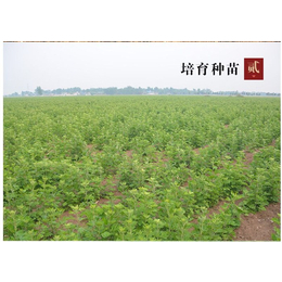 陜西艾草,艾草種植技術(shù),艾奇易(*商家)