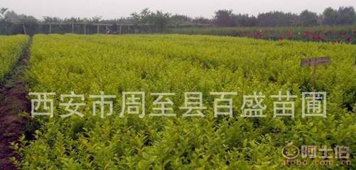 【營養(yǎng)缽金葉女貞,大田金葉女貞,陜西金葉女貞種苗工程綠化苗木】西安市周至縣百盛苗圃 - 產(chǎn)品庫