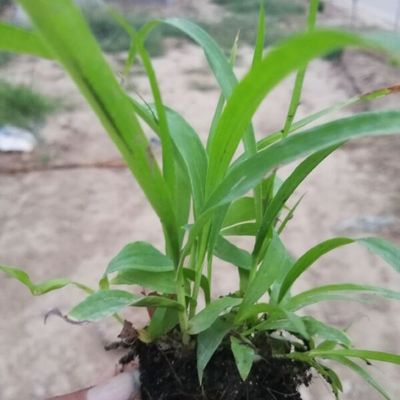 紫花白芨苗 陜西洛南三叉紫花白芨種苗