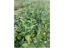 產(chǎn)品展示 江西金鑫杉樹苗定南縣基地