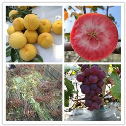 貴州貴陽哪里基地才賣早熟葡萄苗