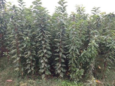 陜西寶雞櫻桃種苗(美早、布魯克斯、早大果、俄羅斯八號、美國一號)|櫻桃種苗(美早、布魯克斯、早大果、俄羅斯八號、美國一號)價格|櫻桃種苗(美早、布魯克斯、早大果、俄羅斯八號、美國一號)圖片-中國苗木網miaomu.com