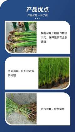 陜西現(xiàn)貨直供香蒲種苗 晉城市香蒲苗盆栽 易成活易栽培