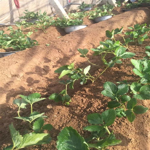 【陜西達(dá)賽萊克特草莓苗產(chǎn)量是多少】- 