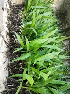 [白芨種苗批發(fā)]陜西商洛山陽(yáng)縣白芨種苗 0.90元/棵白芨種苗 _ 一畝田