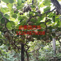 【陜西龍藏紅獼猴桃樹(shù)苗園藝場(chǎng)】- 