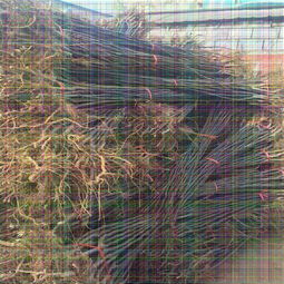 【突尼斯軟籽石榴,哪里賣泰山紅石榴樹(shù)苗】-