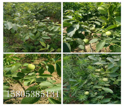 核桃苗什么價位 新聞 陜西榆林當年核桃樹苗哪里便宜