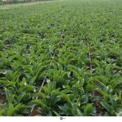 紫苑栽培技術(shù)