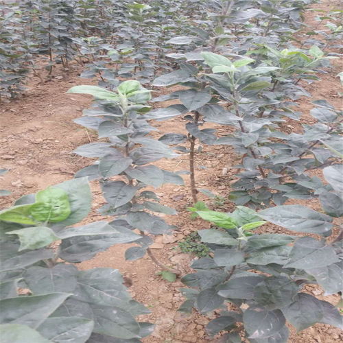 【紅嘎啦蘋果樹苗基地才賣多少錢、紅嘎啦蘋果樹苗2018年新報(bào)價】- 