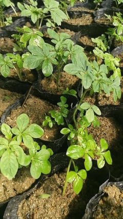 陜西地區供應醉蝶花杯苗種苗容器苗觀賞草花