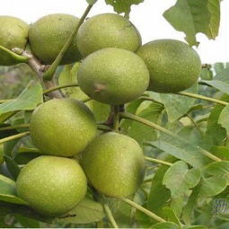 陜西核桃樹苗 陜西核桃樹苗基地供應(yīng)商 綿陽川松科技公司