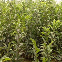 【陜西華光板栗苗基地直銷】-