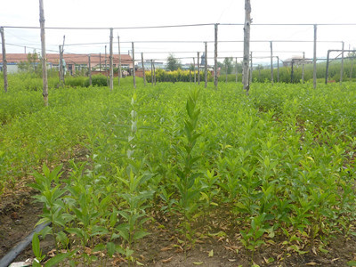 沭陽苗木基地淺析冬青衛矛的三大主要市場價值_農作物種子、種苗_農業 - 嘻嘻哈哈分類信息