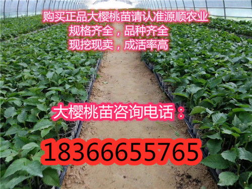 陜西魯櫻三號(hào)櫻桃樹(shù)苗價(jià)格