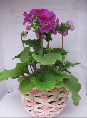 四季櫻草花卉批發(fā)