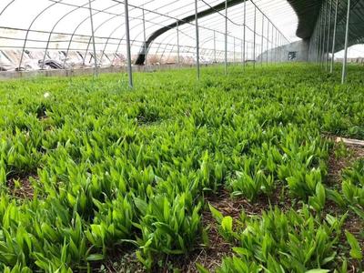 [三叉白芨種苗批發(fā)]陜西商洛商州區(qū)白芨種苗 9.80元/件樣品通 _ 一畝田