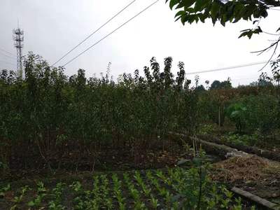 四川蜂糖李子樹(shù)苗