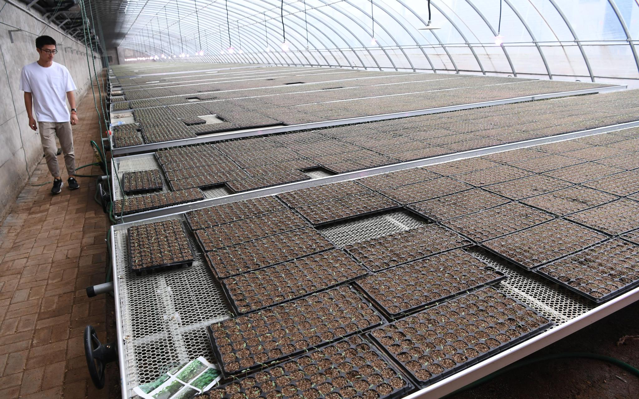 工廠化育苗年產(chǎn)值過(guò)億 帶動(dòng)曲周縣農(nóng)民增收