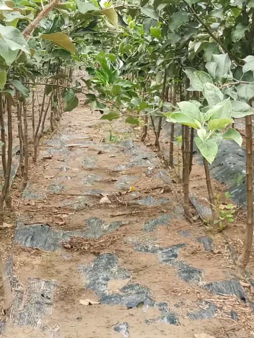 陜西梨樹苗5公分新梨7號樹苗量大質(zhì)優(yōu)