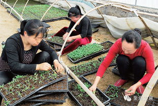 定襄縣設(shè)施農(nóng)業(yè)工廠忙育苗