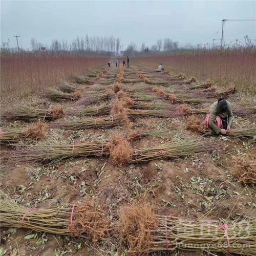 【油蟠7-7桃樹苗、油蟠7-7桃樹苗出售基地】- 