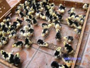 陜西貴妃雞種苗價(jià)格、西安市貴妃雞苗批發(fā)、銅川市貴妃雞苗報(bào)價(jià)_農(nóng)副產(chǎn)品_世界工廠網(wǎng)中國產(chǎn)品信息庫