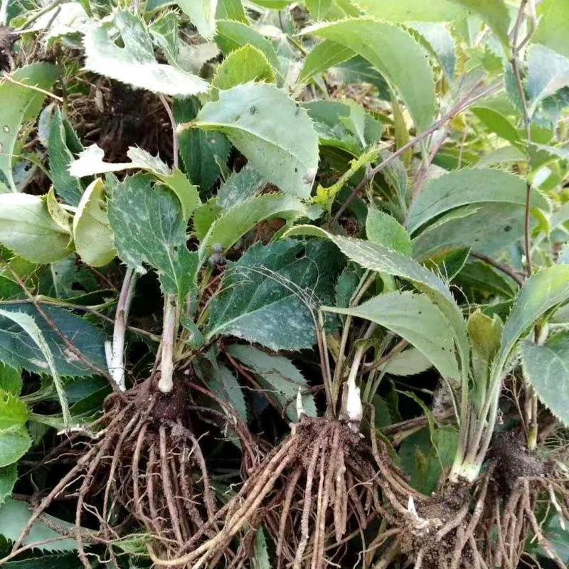 陜西秦嶺蒼術(shù)種苗野生蒼術(shù)苗子北蒼術(shù)種子黑蒼術(shù)帶朱砂點兒