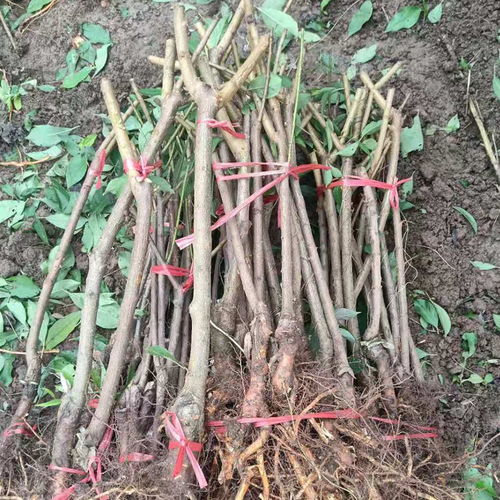 【陜西商洛青脆李子苗價錢,陜西商洛青脆李子苗生產基地】-