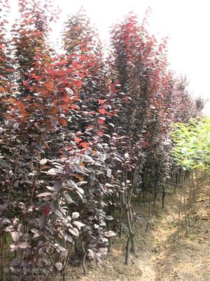 【種子種苗】_陜西咸陽市種子種苗價格_種子種苗批發_陜西咸陽市種子種苗供應商-搜了網