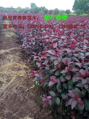 【供應西安營養缽紅葉李、紫葉李、陜西叢生密枝紅葉李】價格,廠家,其他種子種苗