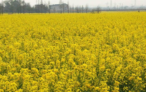 陜西漢中油菜花節(jié)來了,52個(gè)觀花點(diǎn),11條精品賞花線路,百萬畝油菜花海等你來