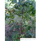 陜西_種子、種苗_食品、飲料、農(nóng)林牧副漁_供應(yīng)搜索_綠色產(chǎn)品網(wǎng)