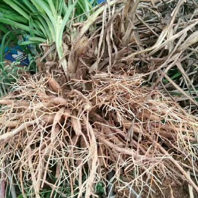 陜西蔬菜種苗陜西蔬菜種苗供應_陜西蔬菜種苗價格