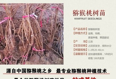 獼猴桃種苗批發基地陜西哪家便宜到坤威