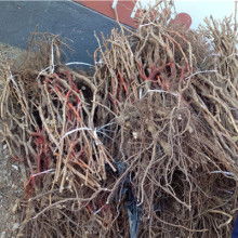 饒陽(yáng)縣昊營(yíng)水果廠