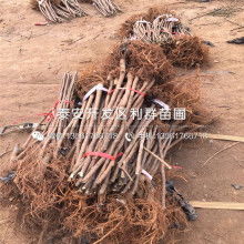  廈門市翔安區(qū)騰展馬賽克廠 主營(yíng) 石材馬賽克 馬賽克拼