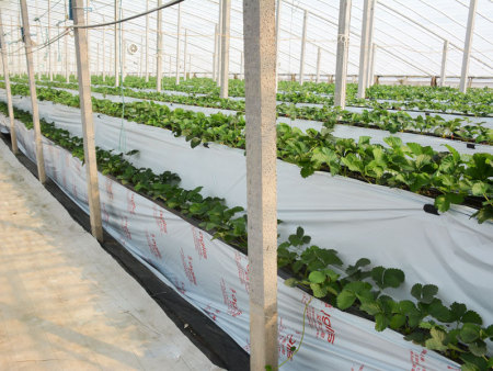 陜西渭南種苗立體栽培繁育溫室尖拱玻璃類型