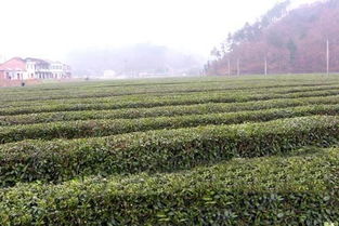 四川萬源有什么特產是外面沒有的