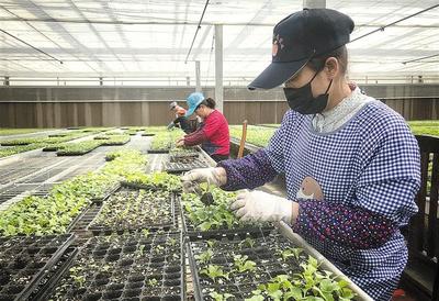 陜西省寶雞市鳳縣娃娃菜訂單助農增收