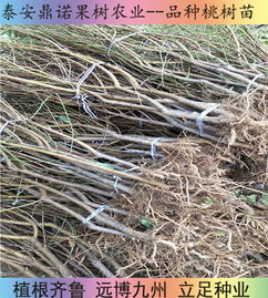 陜西7-5油蟠桃苗 早熟優質桃樹苗品種的直銷優勢與種植指南
