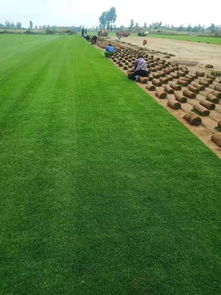 陜西姬擴建 優質精品種苗，全力打造陜西草坪之鄉