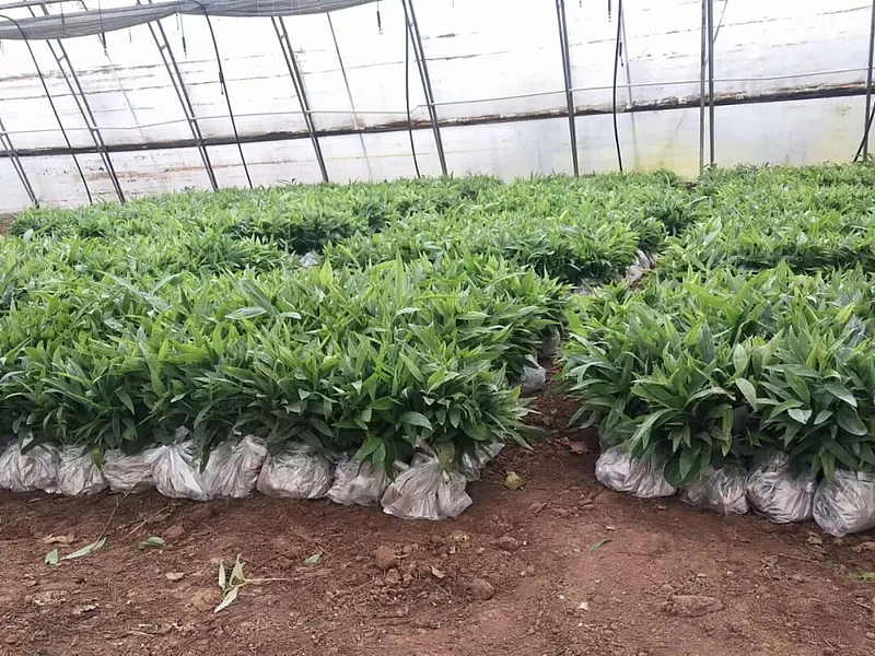 科技賦能育新苗 陜西秦蘊慧耕激活中藥材產業(yè)新質生產力