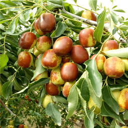 如何購買陜西泰安優(yōu)質大紅棗嫁接棗樹苗