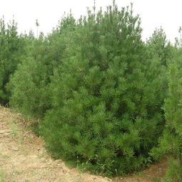 陜西榆林油松樹苗供應與批發(fā)指南