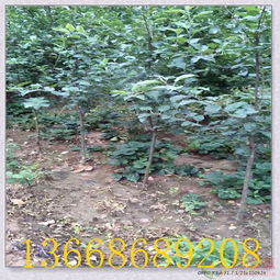 揚(yáng)州嫁接蘋果樹苗 優(yōu)質(zhì)種苗助力陜西果業(yè)高效采摘與產(chǎn)業(yè)發(fā)展